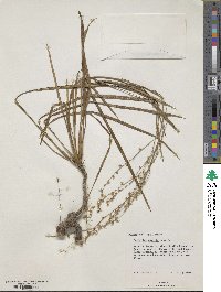 Image of Cordyline pumilio