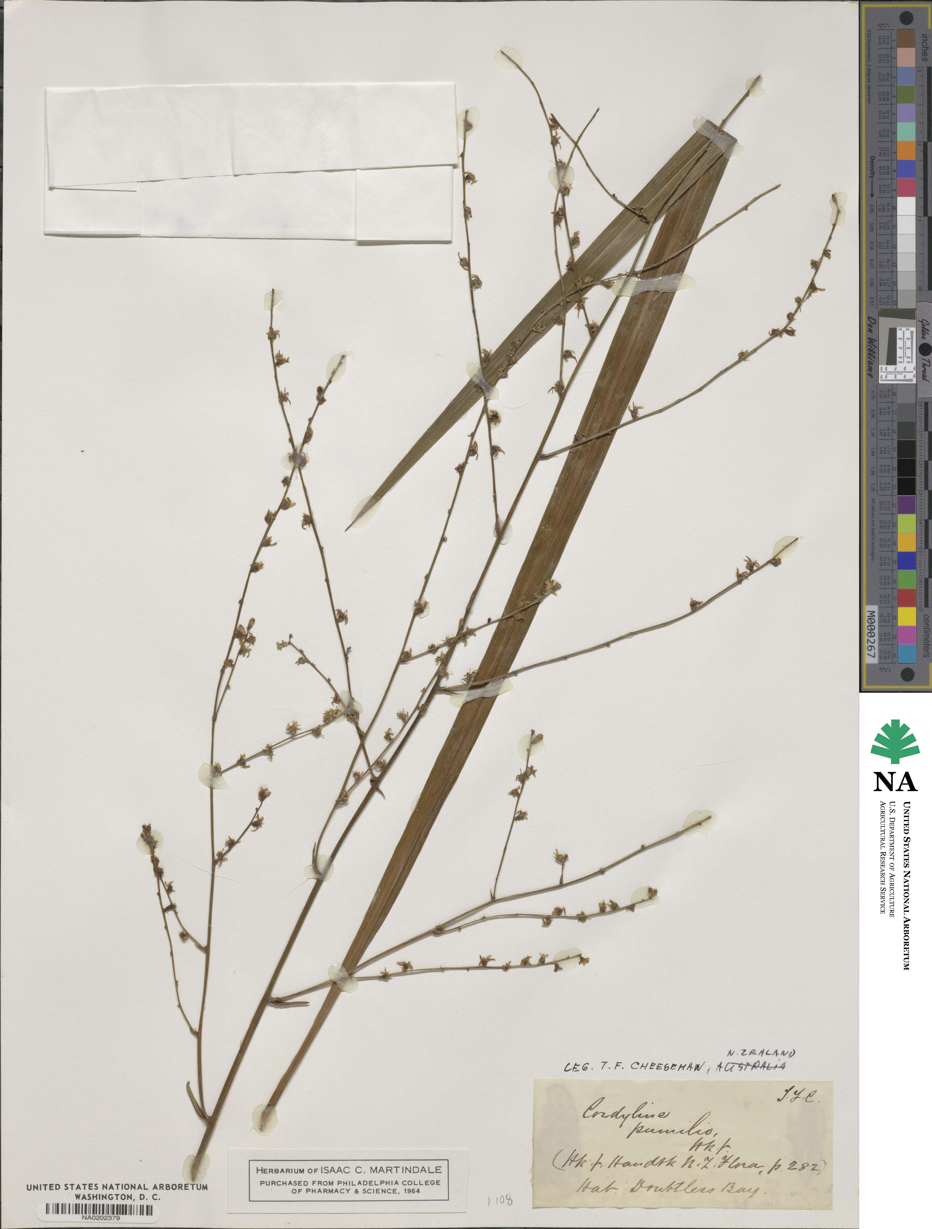 Cordyline pumilio image