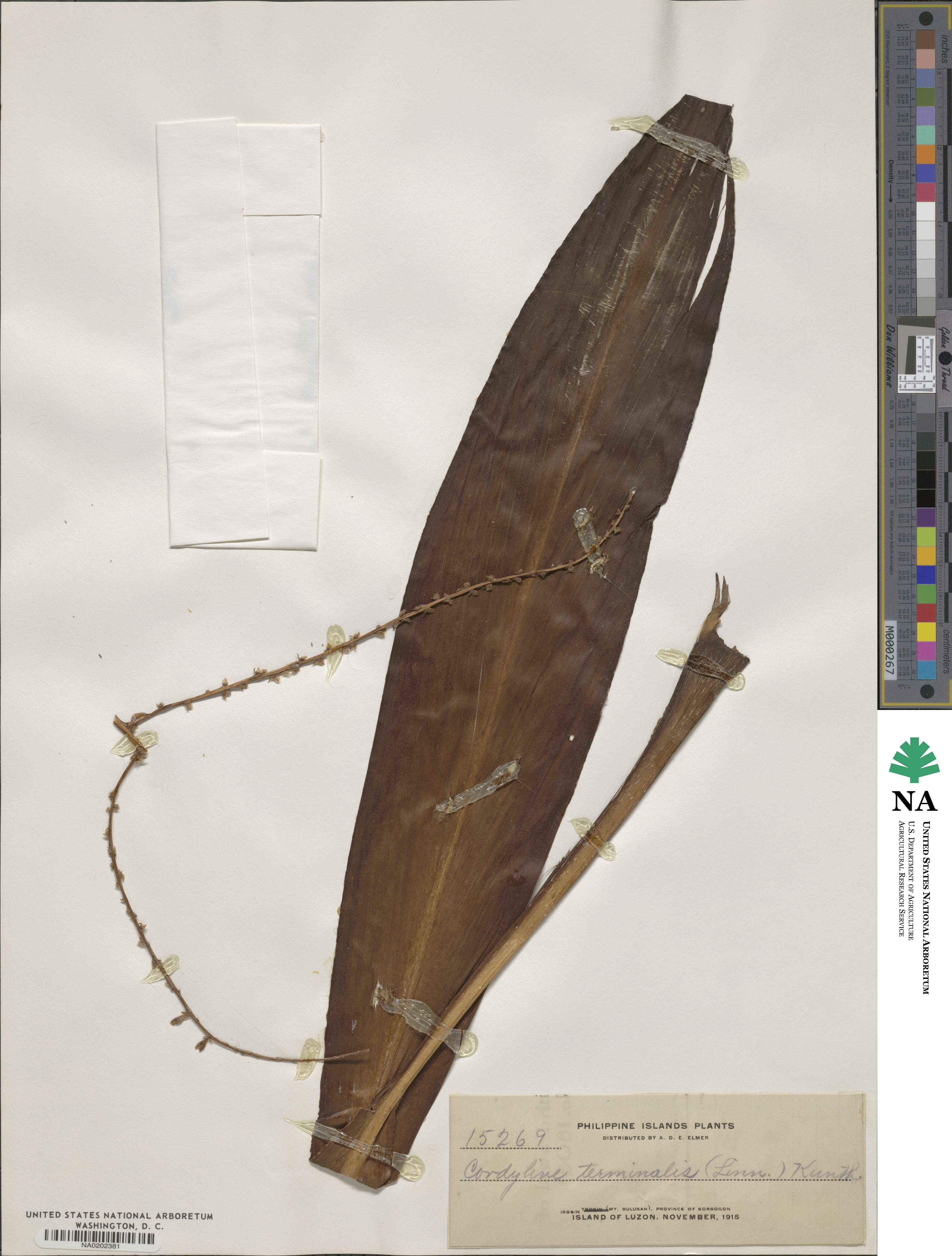 Cordyline fruticosa image