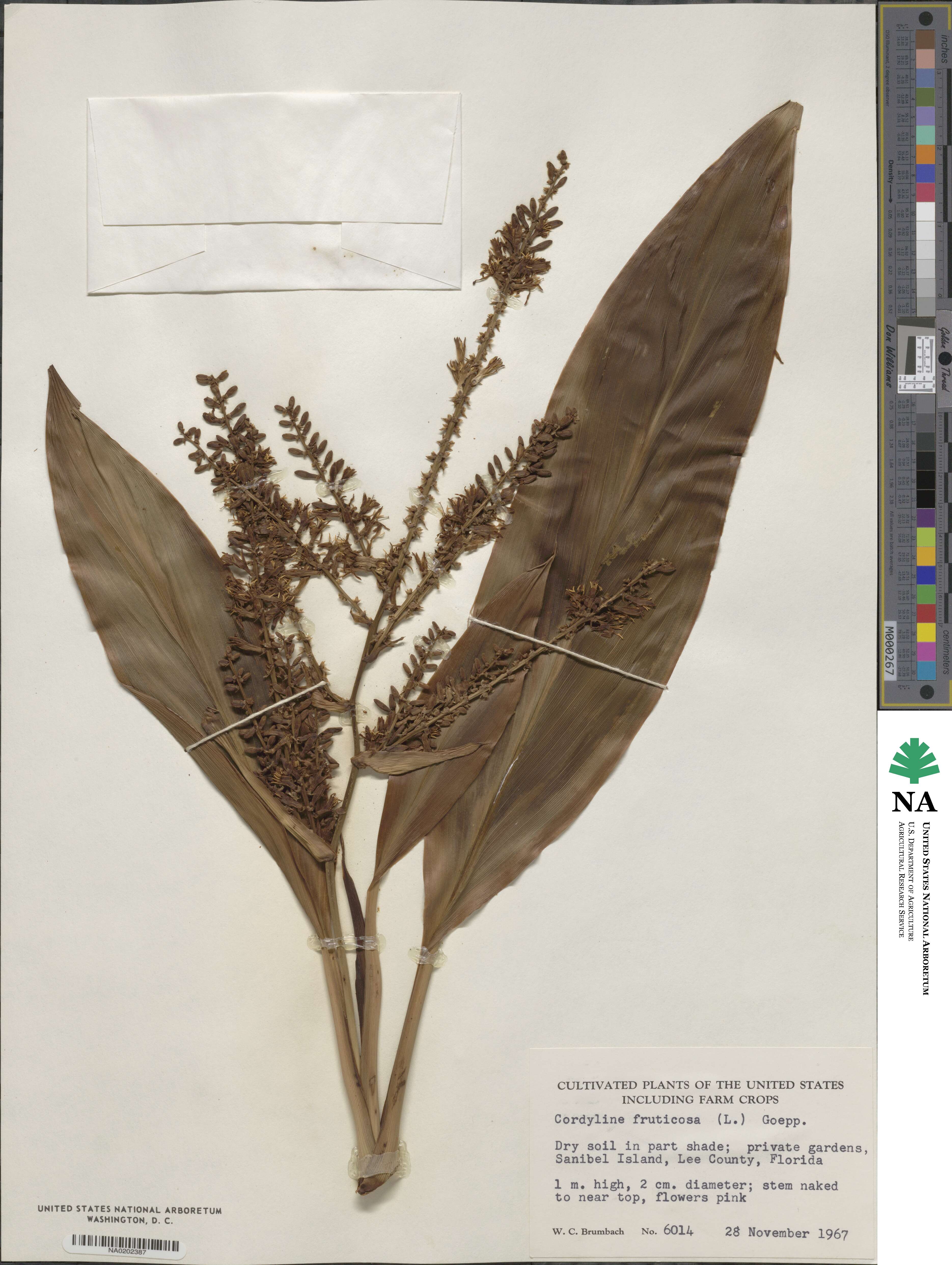 Cordyline fruticosa image