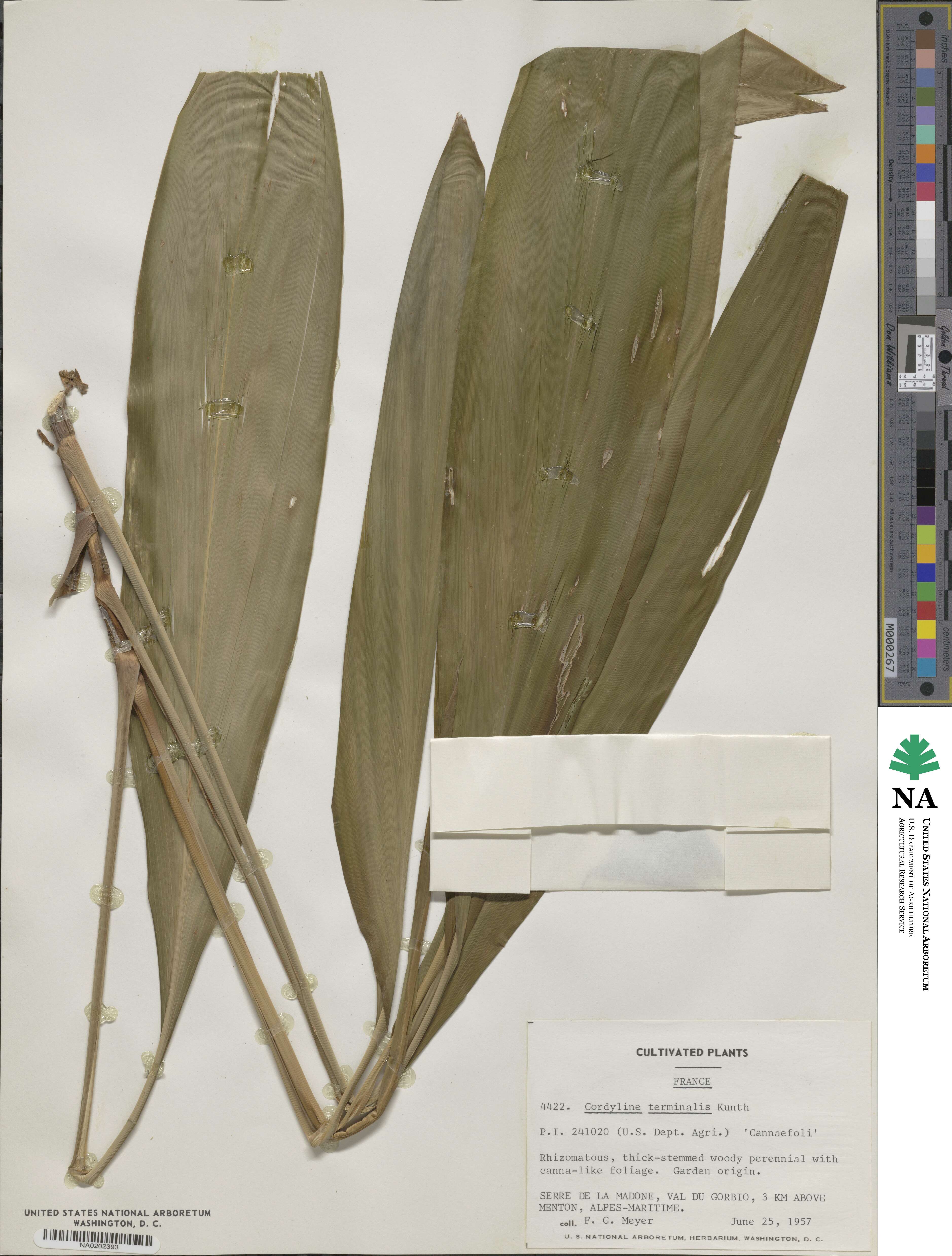 Cordyline fruticosa image