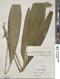 Cordyline fruticosa image