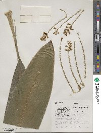 Cordyline fruticosa image