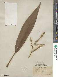 Cordyline fruticosa image