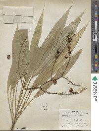 Cordyline manners-suttoniae image