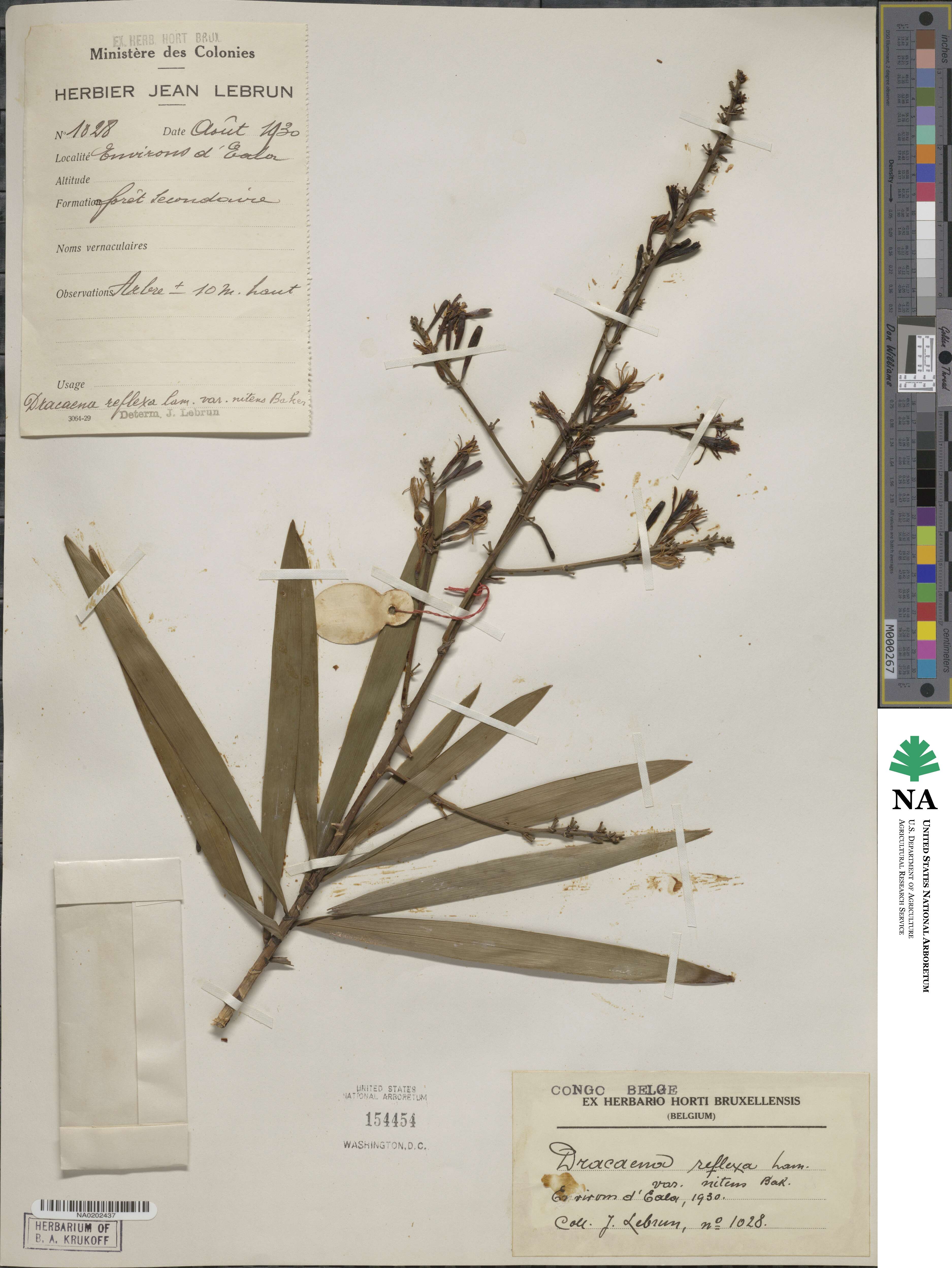 Dracaena reflexa image