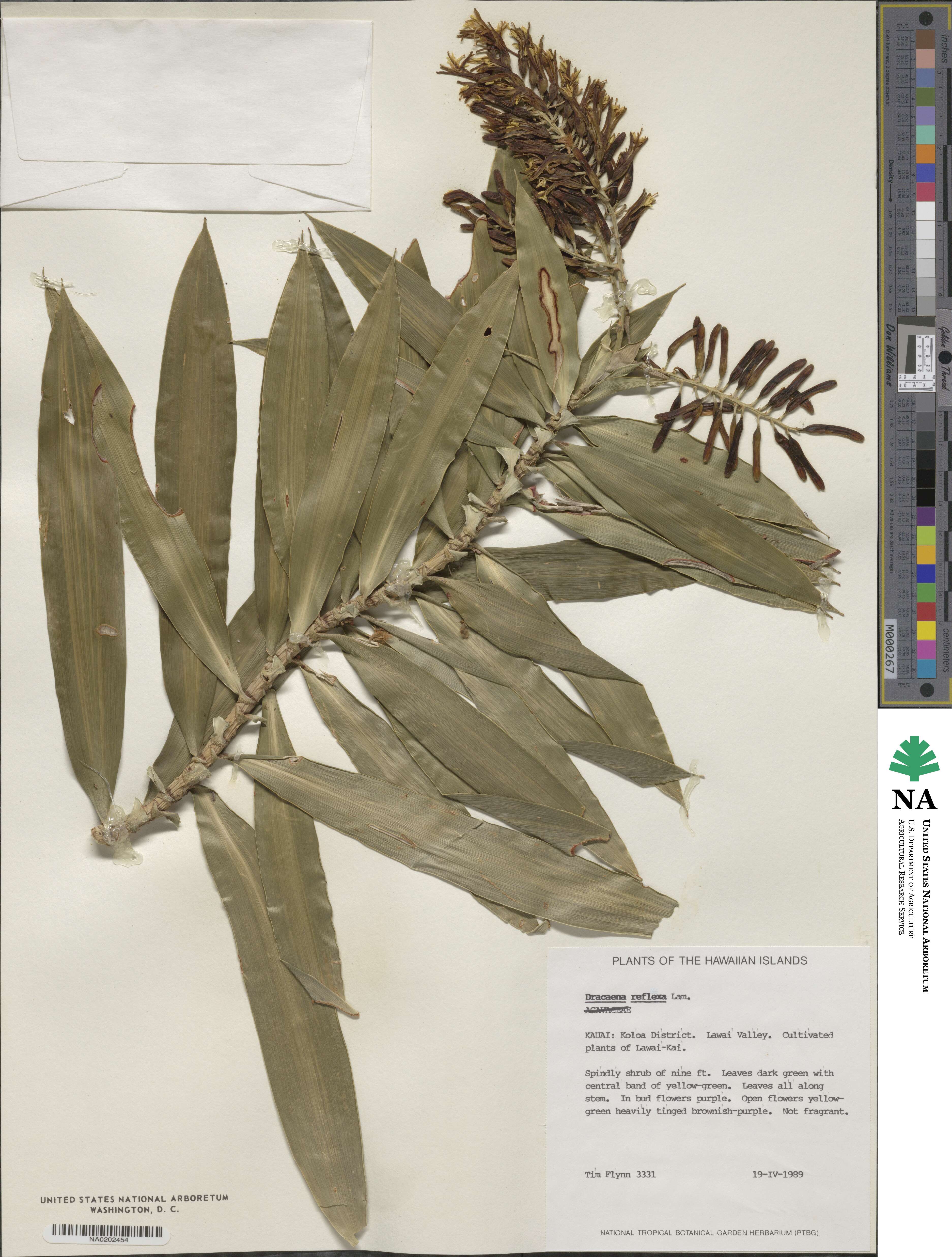 Dracaena reflexa image