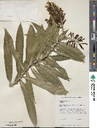 Dracaena reflexa image