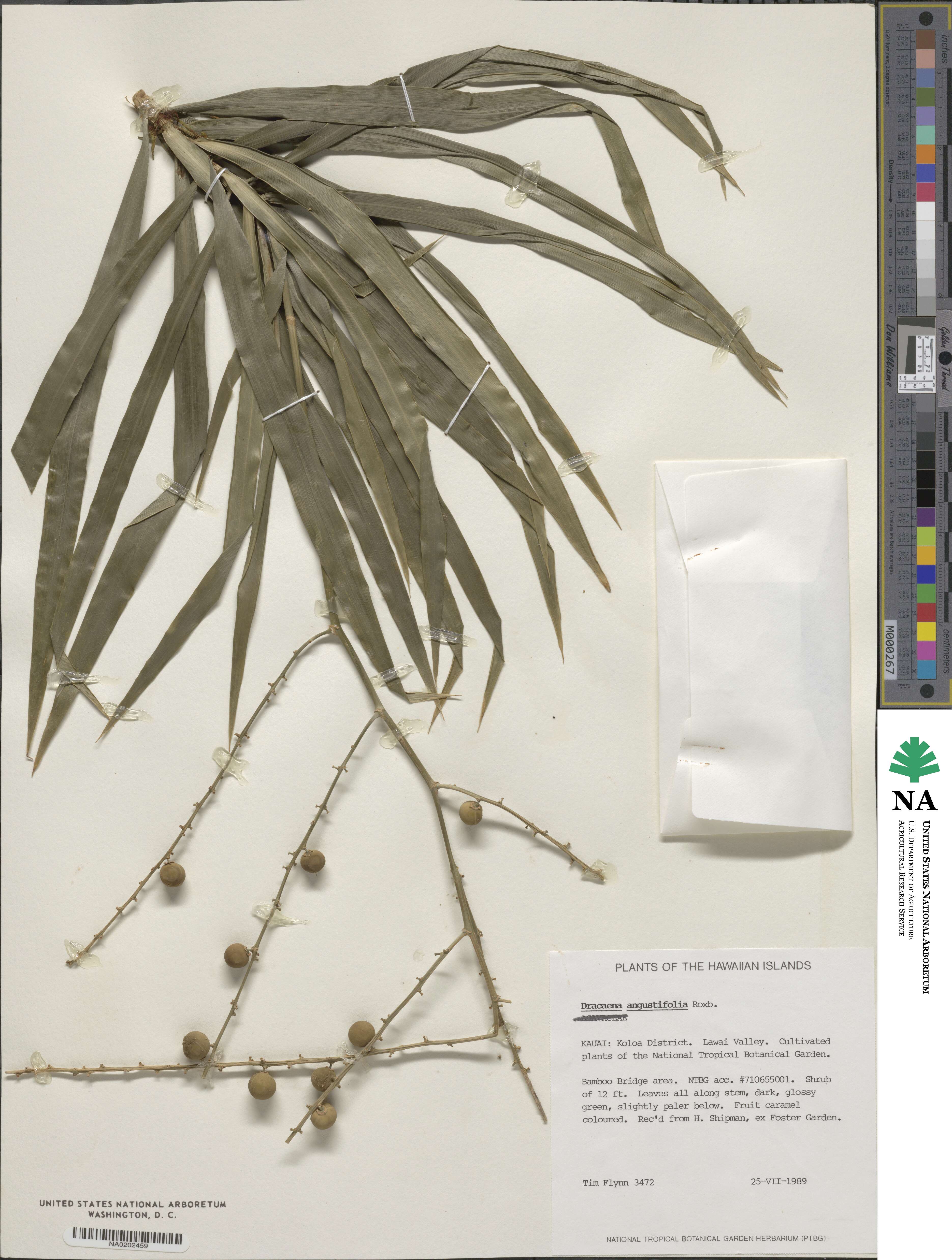 Dracaena angustifolia image