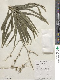 Image of Dracaena angustifolia