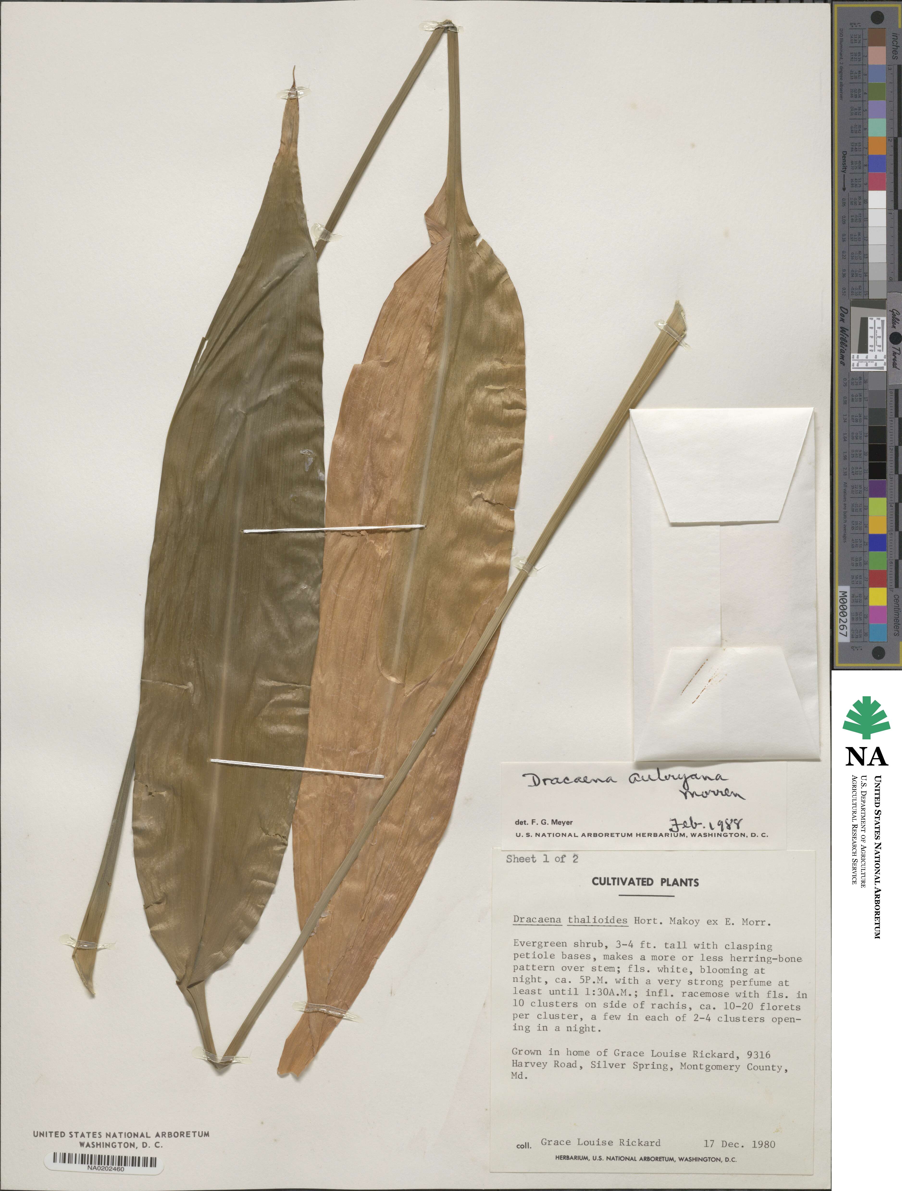 Dracaena aubryana image