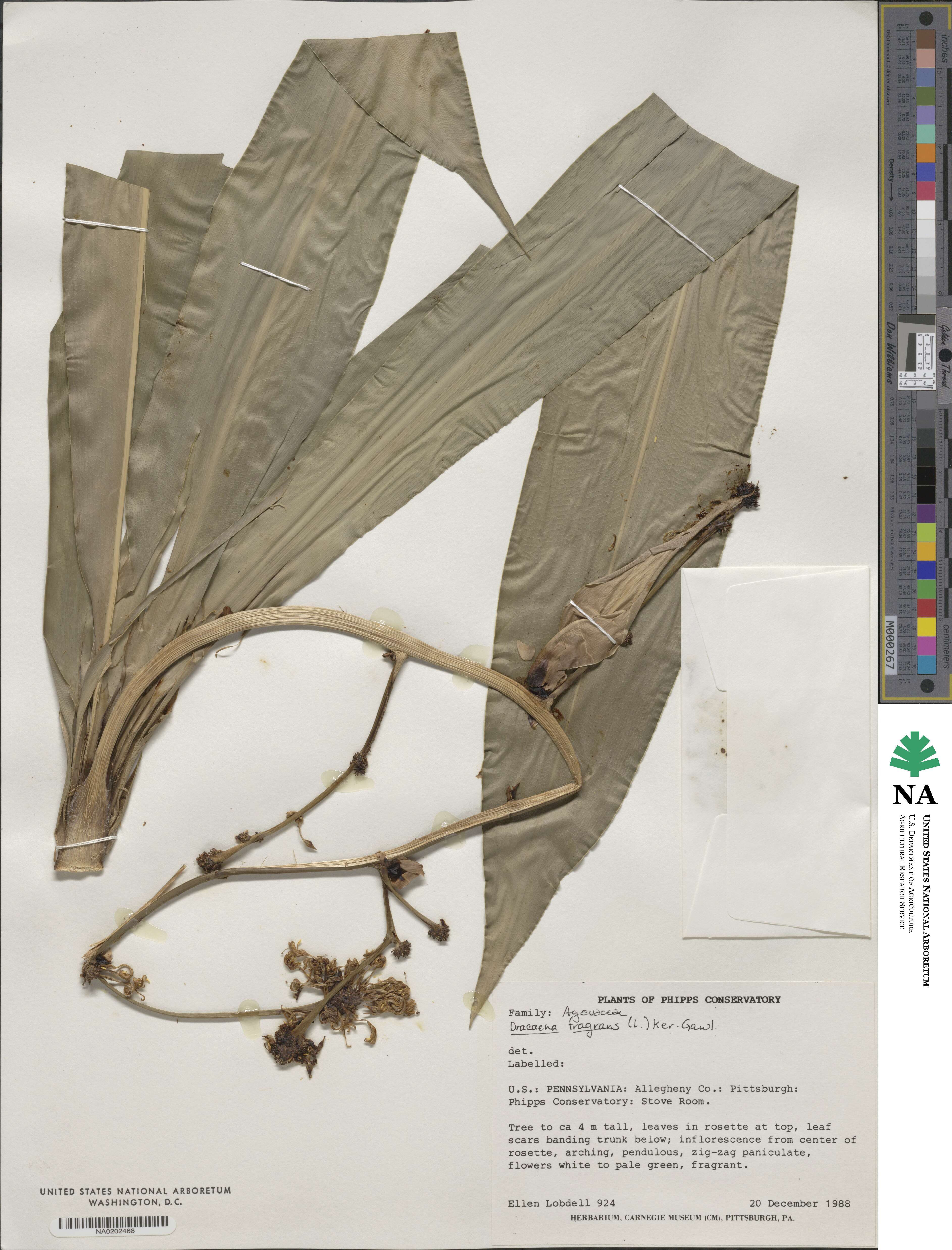 Dracaena fragrans image