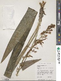 Dracaena trifasciata image