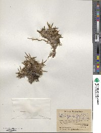 Astelia pumila image