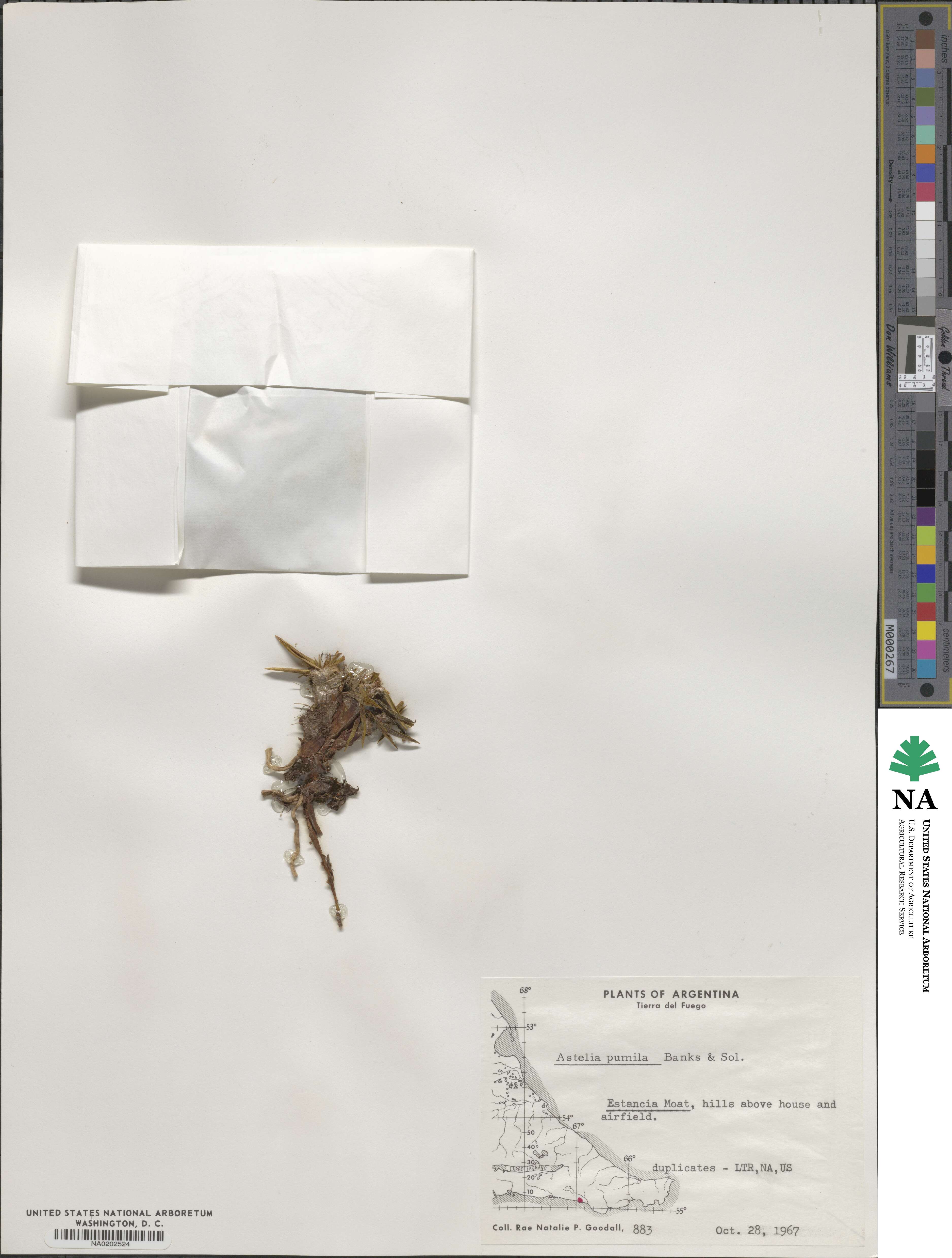 Astelia pumila image