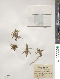 Astelia pumila image