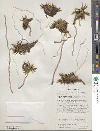 Astelia pumila image