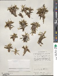 Astelia pumila image