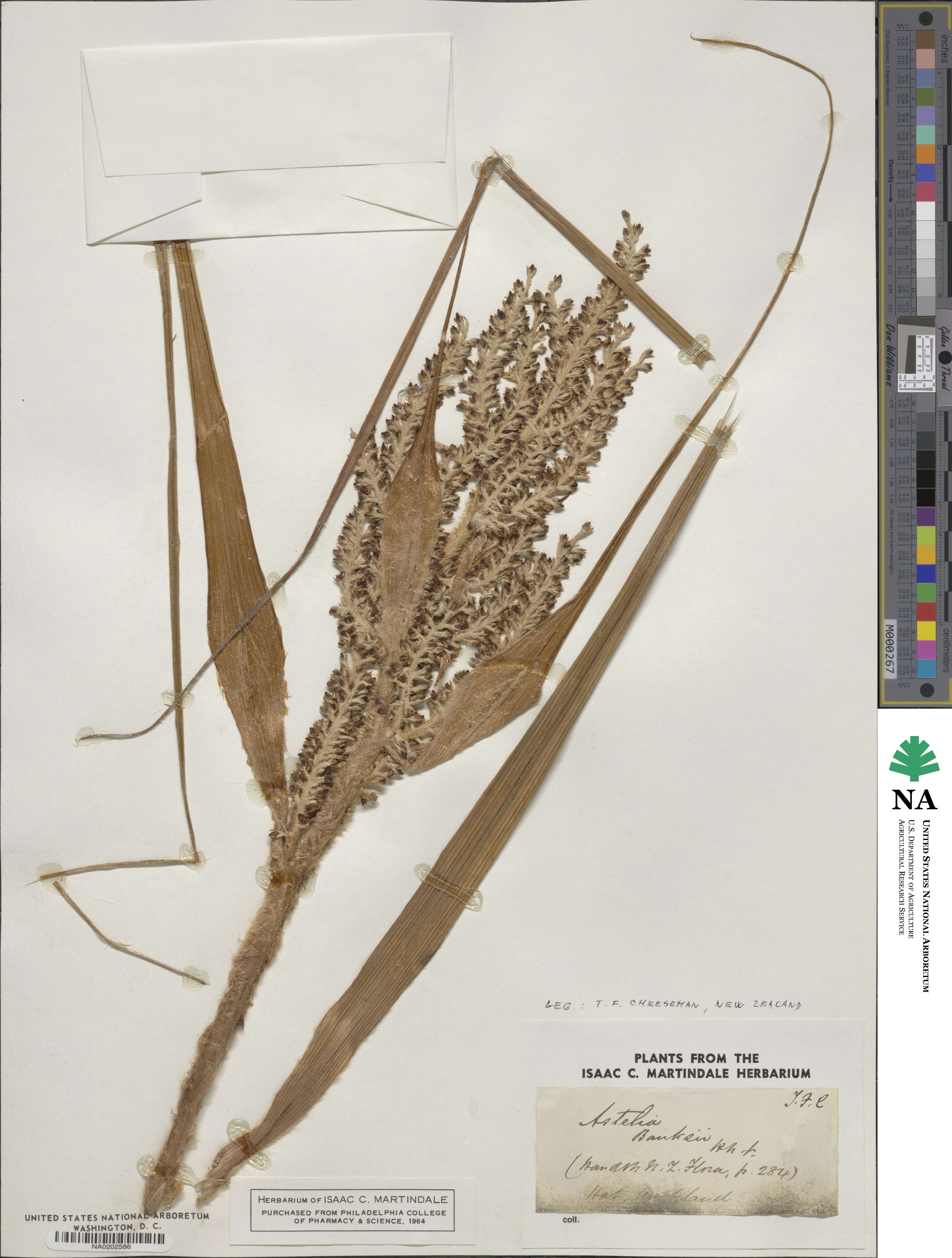 Astelia banksii image