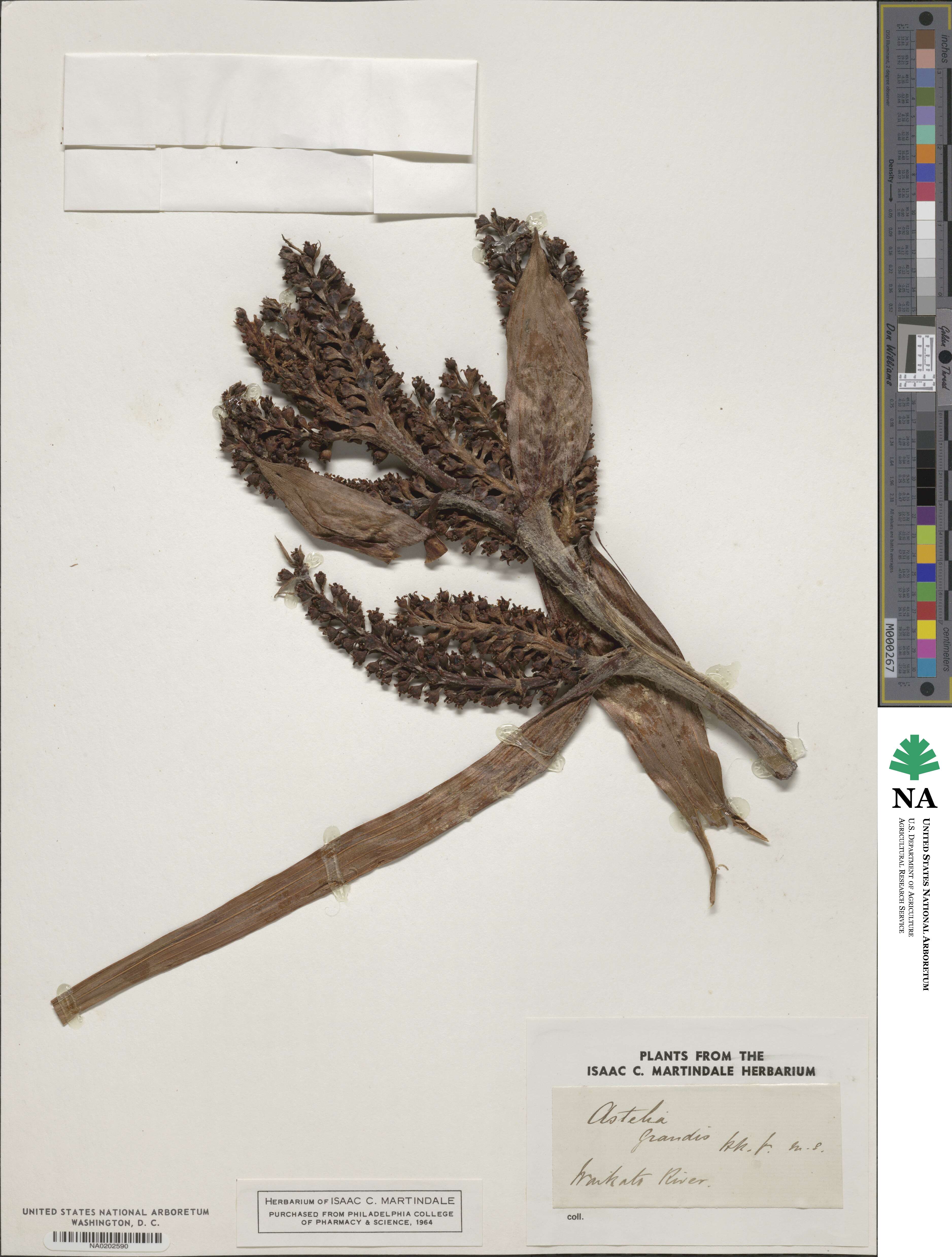 Astelia grandis image