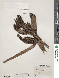 Media resource of Astelia grandis