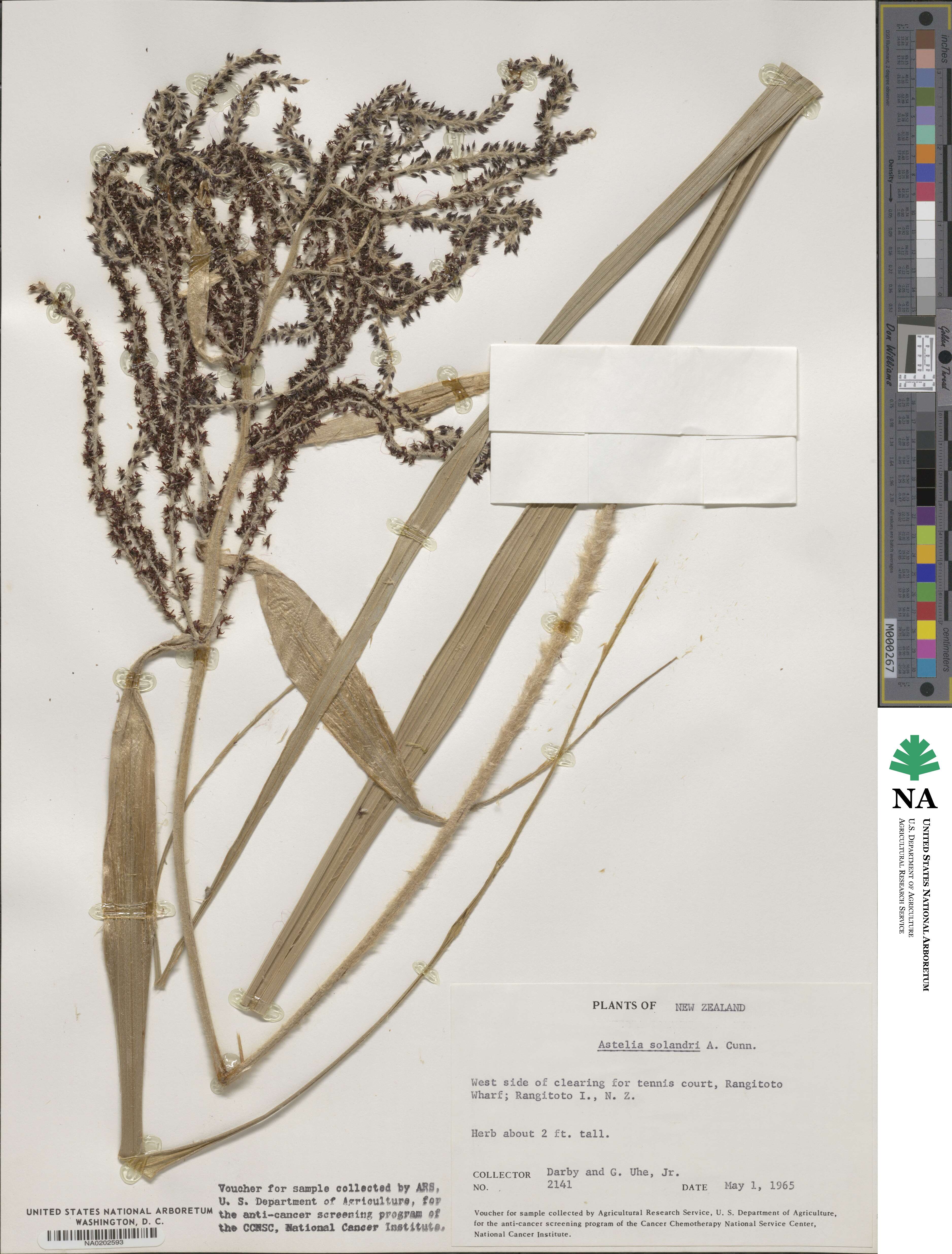 Astelia solandri image