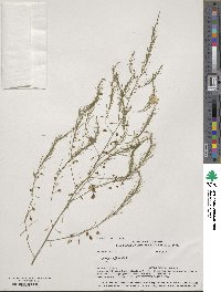 Asparagus officinalis image