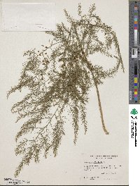 Asparagus officinalis image