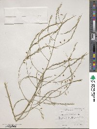 Asparagus officinalis image