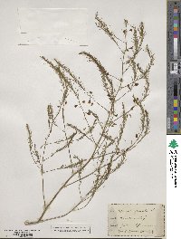 Asparagus officinalis image