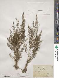 Asparagus officinalis image