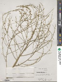 Asparagus officinalis image