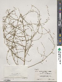 Asparagus officinalis image