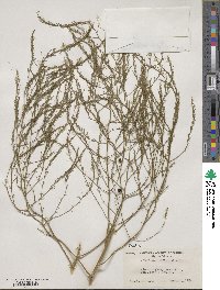 Asparagus officinalis image