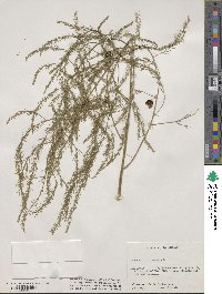 Asparagus officinalis image