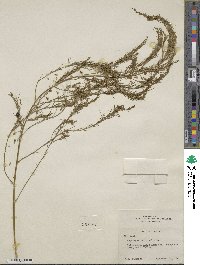 Asparagus officinalis image