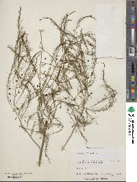 Asparagus officinalis image