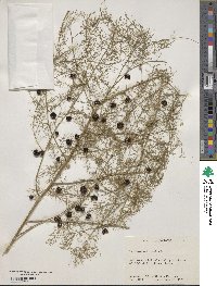 Asparagus officinalis image