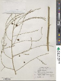 Asparagus officinalis image