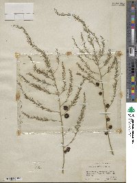 Asparagus officinalis image