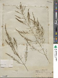 Asparagus officinalis image