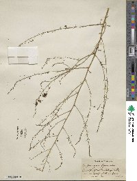 Asparagus officinalis image