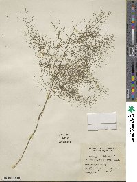 Asparagus officinalis image