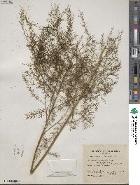 Asparagus officinalis image