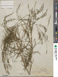 Asparagus officinalis image