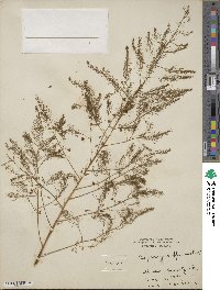 Asparagus officinalis image