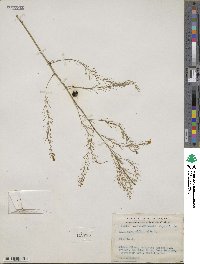 Asparagus officinalis image