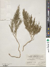 Asparagus officinalis image