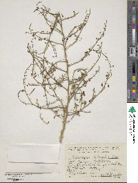 Asparagus officinalis image