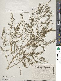 Asparagus officinalis image